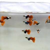 Guppy Platinium Red Tail