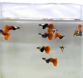 Guppy Platinium Red Tail