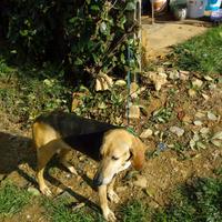 Cane per caccia alla lepre con certificazione