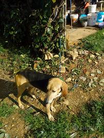 Cane per caccia alla lepre con certificazione