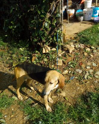 Cane per caccia alla lepre con certificazione