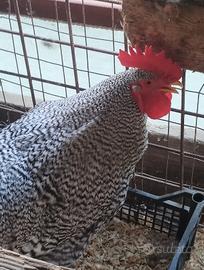 Coppia di galline amrock