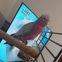 Cacatua rosa