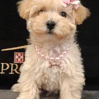 Femmina maltipoo