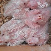 6 pulli di calopsite albini disponibili