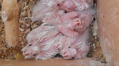 6 pulli di calopsite albini disponibili