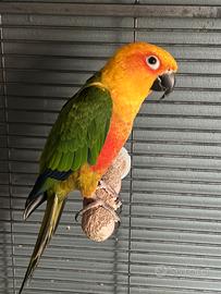 Conuro Jandaya