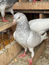 Piccioni alta volatile