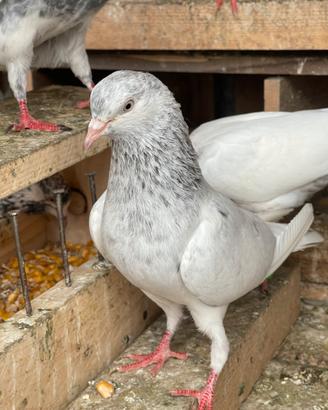 Piccioni alta volatile