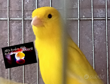 Disponibili canarini