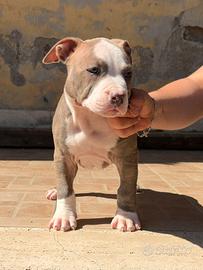 Cucciolo di pitbull