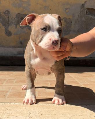 Cucciolo di pitbull