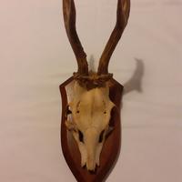 Horns of roe deer