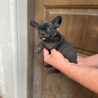 Bulldog francese