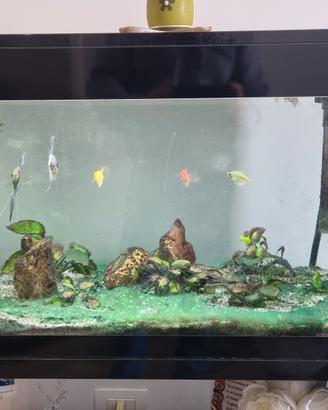 Acquario PURE XL LED + Mobiletto Originale