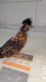 Pulcinotti di moroseta e padovane ciuffate