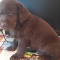 Cuccioli di labrador retriver puro chocolate