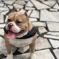 American bully pocket