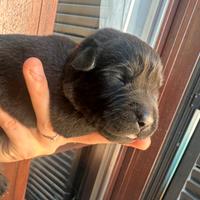 Cuccioli Labrador black e chocolate