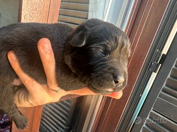 Cuccioli Labrador black e chocolate