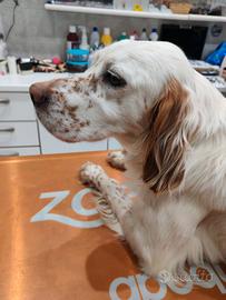 Femmina setter inglese con pedigree