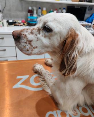 Femmina setter inglese con pedigree