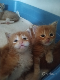 Cuccioli Maine Coon