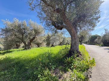 TER. RESIDENZIALE A LUZZI