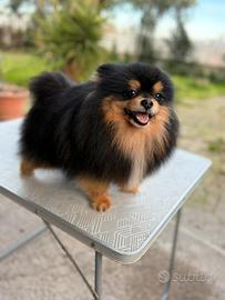 Spitz tedesco nano Pomerania maschio