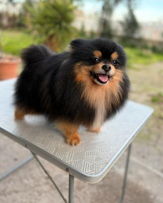 Spitz tedesco nano Pomerania maschio