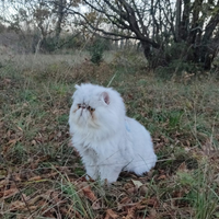 Gatto perisano monta