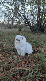 Gatto perisano monta