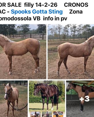Cavallo