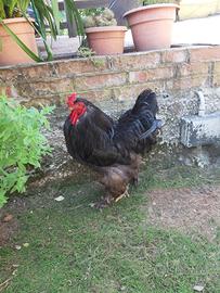 Gallo puro Brahma gigante