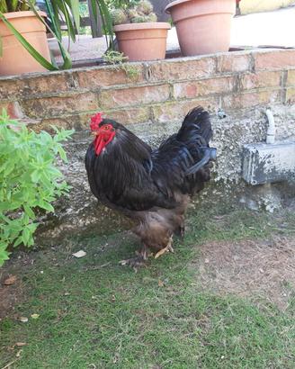 Gallo puro Brahma gigante