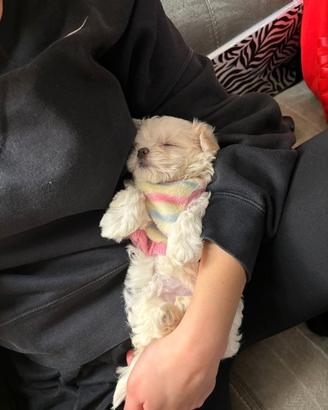 Maltese