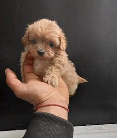 Maltipoo mini toy