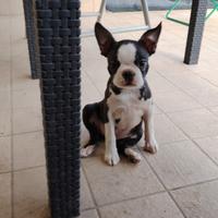 Boston terrier Femmina