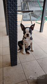 Boston terrier Femmina