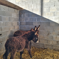 Puledri di asini sardagnoli