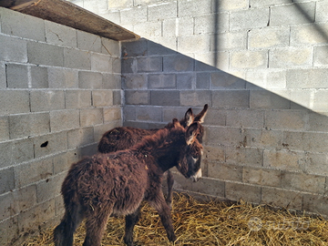 Puledri di asini sardagnoli