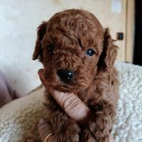 Barboncino Toy pedigree ENCI