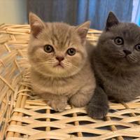 Gattini British Shorthair
