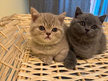 Gattini British Shorthair
