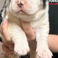 Cuccioli di pastore del Asia centrale con pedigree