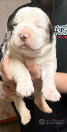 Cuccioli di pastore del Asia centrale con pedigree