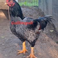 Cornish combattente indiano u.o.v.a