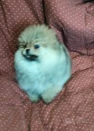Spitz di pomerania nano