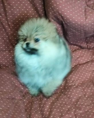Spitz di pomerania nano