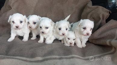 Cuccioli di Maltese